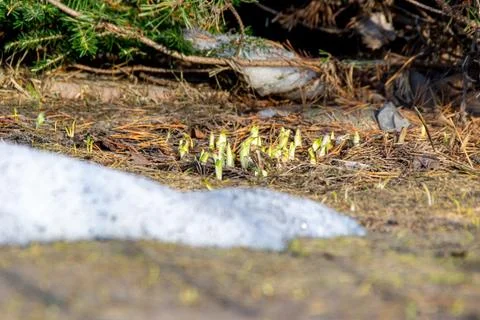 The first spring shoots break through the fallen needles under a young spruce Stock Photos