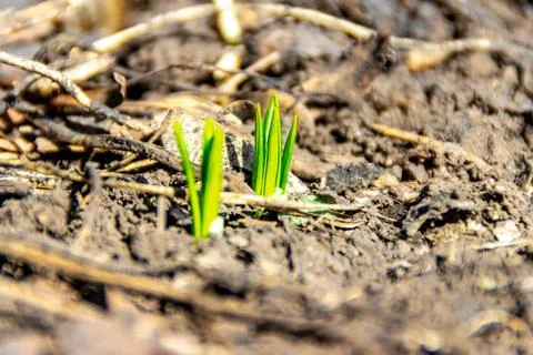The first spring shoots crawled out of the ground in the first warm days, sel Stock Photos