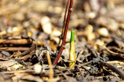 The first spring shoots crawled out of the ground in the first warm days, sel Stock Photos
