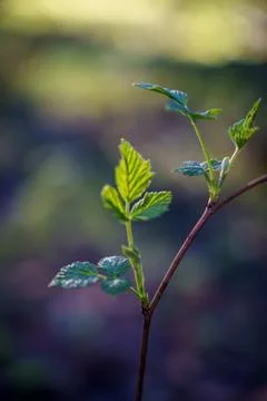 The first spring shoots Stock Photos