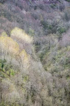 First spring shoots in some tree species among still bare forests Stock Photos