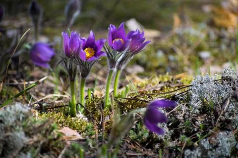 First Spring snowdrop, chamber, sleep grass Stock Photos