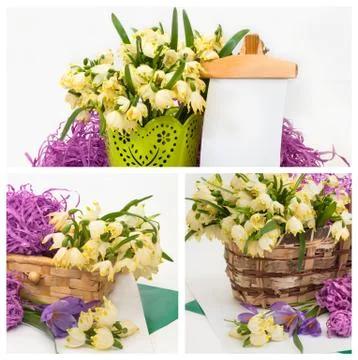 First spring snowdrop collage Stock Photos