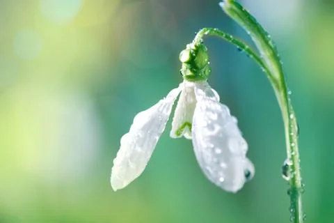First Spring Snowdrop Flower with Water Drops on  Sunny Blurred Background Stock Photos