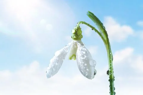First Spring Snowdrop Flower with Water Drops on  Blue  Sky Stock Photos