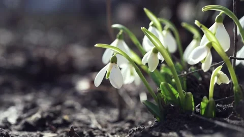 First spring snowdrop flowers in the garden Stock Footage 171239681
