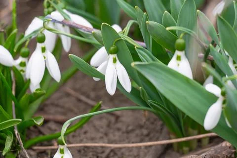 First spring snowdrop flowers in the spring Stock Photos