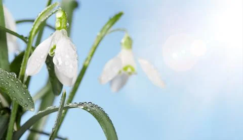 First Spring Snowdrop Flowers with Water Drops on  Blue  Sky Stock Photos