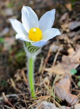 First spring snowdrop Stock Photos