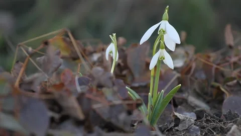 The first spring snowdrops bloomed in the park Stock-Footage 104790738