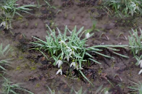 First spring snowdrops flower in water from melting snow. Stock Photos