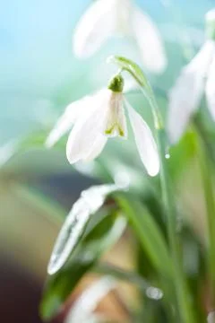 First Spring Snowdrops Flowers with Water Drops in Gadern Stock Photos