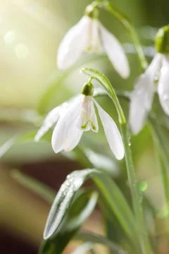 First Spring Snowdrops Flowers with Water Drops in Gadern Stock Photos