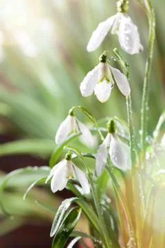 First Spring Snowdrops Flowers with Water Drops in Gadern Stock Photos
