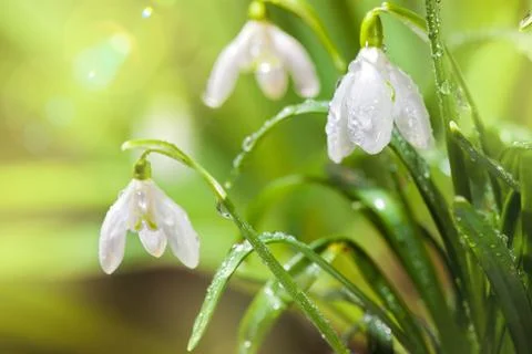 First Spring Snowdrops Flowers with Water Drops in Gadern Stock Photos