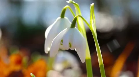 The first spring snowdrops in a forest Stock Footage 21881301