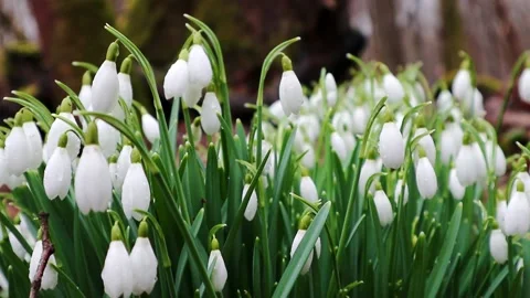 First spring snowdrops - galanthus nivalis - blooming in the forest Stock Footage 170701646