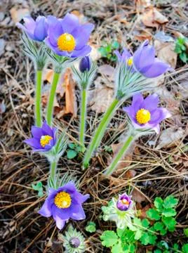 The first spring snowdrops Stock Photos