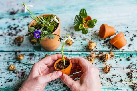 The first spring snowdrops in a pot held in hands. Stock Photos