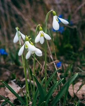 First spring snowdrops in the wild. Flowers of Galanthus Foto stock