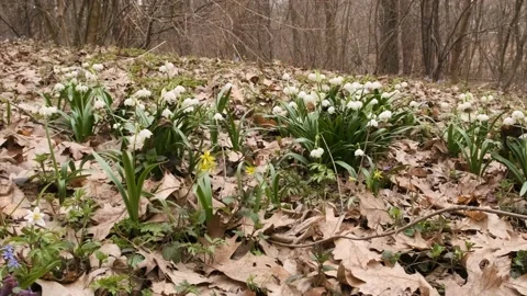 The first spring snowflake and alpine squill flowers also called loddon lily Stock Footage 174213395
