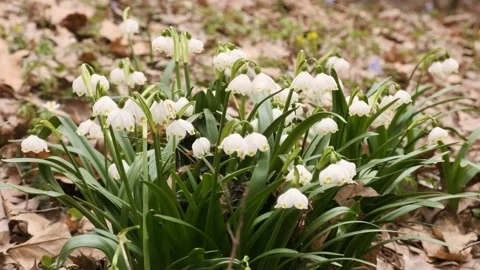 The first spring snowflake and alpine squill flowers also called loddon lily Stock Footage 174215217