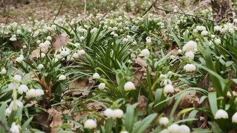 The first spring snowflake and alpine squill flowers also called loddon lily Stock Footage 174215339