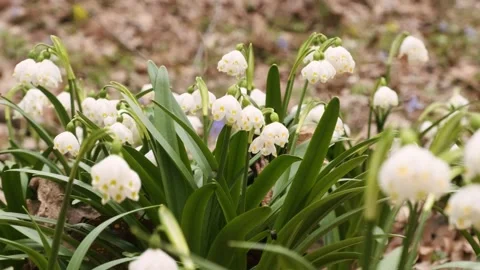 The first spring snowflake and alpine squill flowers also called loddon lily Stock Footage 174215528
