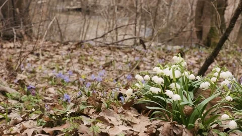 The first spring snowflake and alpine squill flowers also called loddon lily Stock Footage 174215563