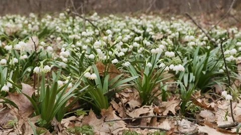 The first spring snowflake and alpine squill flowers also called loddon lily Stock Footage 174215747