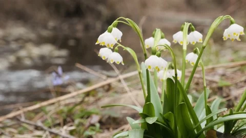 The first spring snowflake and alpine squill flowers also called loddon lily Video stock 174215855