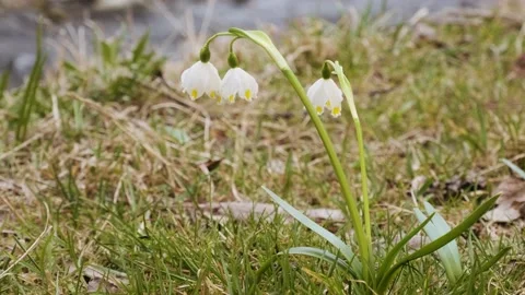 The first spring snowflake flowers also called loddon lily or leucojum vernum Video stock 173763746