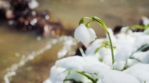The first spring snowflake flowers also called loddon lily or leucojum vernum Stock Footage 241587647