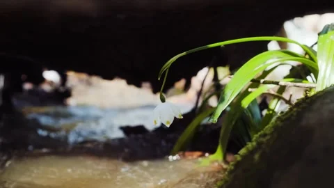 The first spring snowflake flowers also called loddon lily or leucojum vernum Stock-Footage 241587705