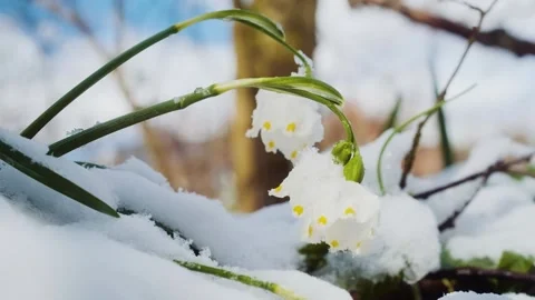 The first spring snowflake flowers also called loddon lily or leucojum vernum Stock-Footage 241587808