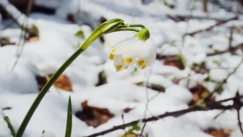The first spring snowflake flowers also called loddon lily or leucojum vernum Stock-Footage 241587836