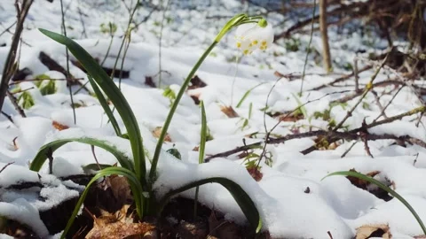 The first spring snowflake flowers also called loddon lily or leucojum vernum Vídeos de archivo 241587909