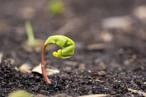 The first spring sprout on the ground Stock Photos