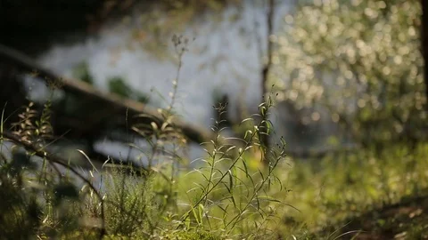 First spring sprouts and gliding forest river landscape Stock Footage 80069696