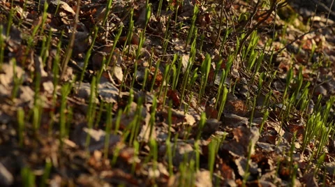First spring sprouts Stock Footage 60654463