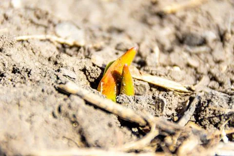 The first spring sprouts got out of the ground in the first warm days, tulip Stock Photos