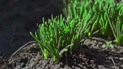 The First, Spring sprouts of Green Grass, on a warm sunny day Stock Footage 236025315