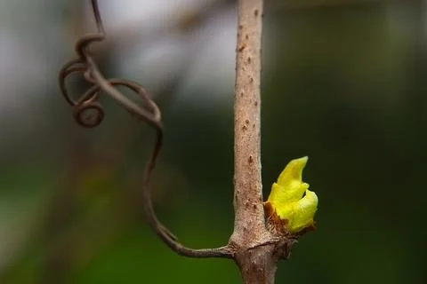 The first spring tender buds of wild grapes. Seasonal awakening of nature. Stock Photos