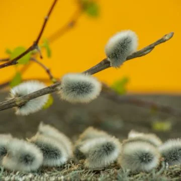 The first spring tender leaves, buds and branches. Sprig of willow. Stock Photos