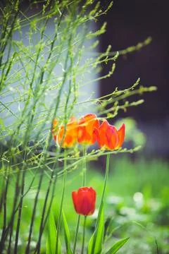 The first spring tulip flower in the control sun amid the greenery, a vertica Stock Photos