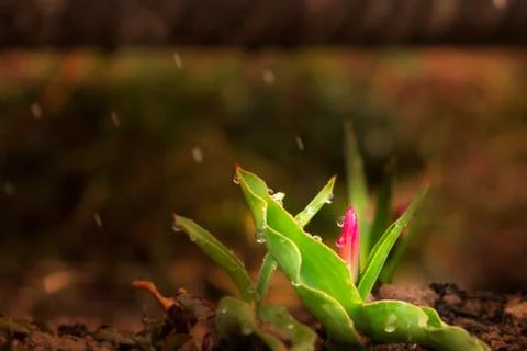 The first spring tulip makes its way to life under rain Stock Photos