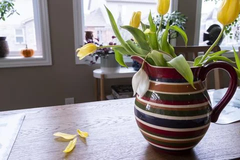 First spring tulips in a jug on the table Stock Photos