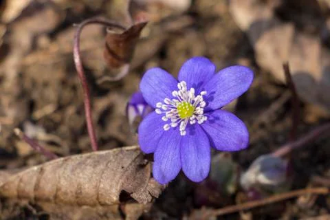 First spring Violet flower Stock Photos
