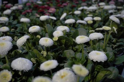 The first spring white and purple flowers. blooming Bellis perennis marguer.. Foto stock