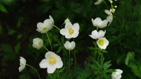 The first spring white anemone flowers in the forest after the rain. close-up. Stock Footage 194432149